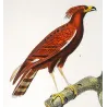 Ornate Hawk-Eagle (*Spizaetus ornatus*) & Little Goshawk (*Accipiter cirrocephalus*) Original hand-color Antique Print (c.1835)