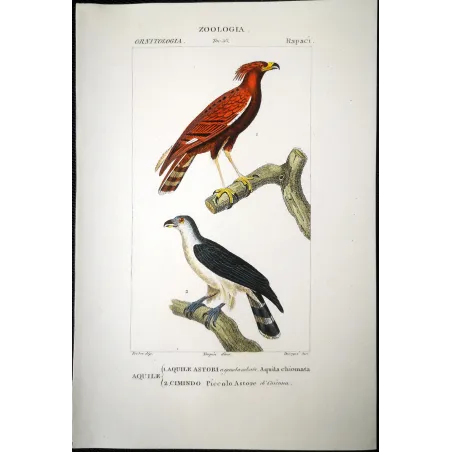 Antique Bird Engraving – Pierre Antoine Prêtre – Ornate Hawk-Eagle