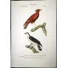 Ornate Hawk-Eagle (*Spizaetus ornatus*) & Little Goshawk (*Accipiter cirrocephalus*) Original hand-color Antique Print (c.1835)