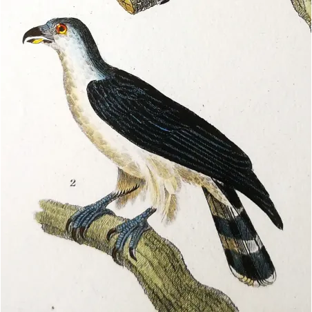 Antique Bird Engraving – Pierre Antoine Prêtre – Ornate Hawk-Eagle