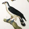 Ornate Hawk-Eagle (*Spizaetus ornatus*) & Little Goshawk (*Accipiter cirrocephalus*) Original hand-color Antique Print (c.1835)
