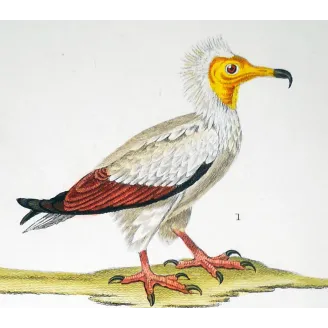 Antique Bird Engraving – Pierre Antoine Prêtre – Egyptian Vulture & Bearded Vulture