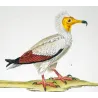 Egyptian Vulture & Bearded Vulture (*Gypaetus barbatus*) Original hand-colored Antique Print by Prêtre (c.1835)