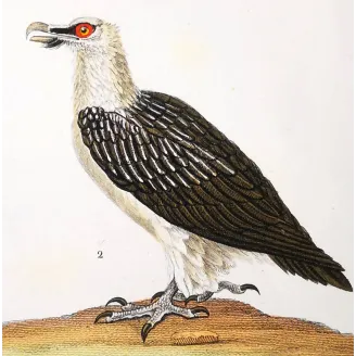 Antique Bird Engraving – Pierre Antoine Prêtre – Egyptian Vulture & Bearded Vulture