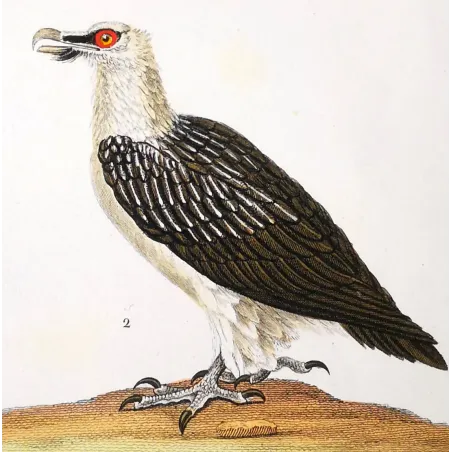 Antique Bird Engraving – Pierre Antoine Prêtre – Egyptian Vulture & Bearded Vulture