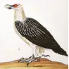 Egyptian Vulture & Bearded Vulture (*Gypaetus barbatus*) Original hand-colored Antique Print by Prêtre (c.1835)