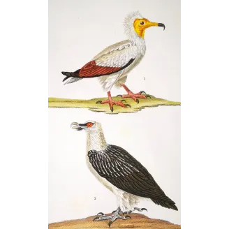 Antique Bird Engraving – Pierre Antoine Prêtre – Egyptian Vulture & Bearded Vulture