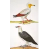 Egyptian Vulture & Bearded Vulture (*Gypaetus barbatus*) Original hand-colored Antique Print by Prêtre (c.1835)