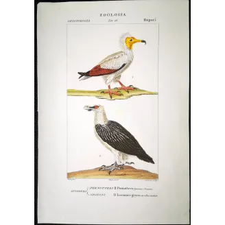 Antique Bird Engraving – Pierre Antoine Prêtre – Egyptian Vulture & Bearded Vulture