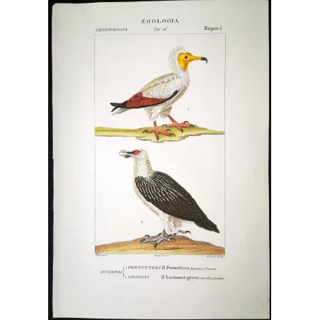 Antique Bird Engraving – Pierre Antoine Prêtre – Egyptian Vulture & Bearded Vulture