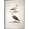 Egyptian Vulture & Bearded Vulture (*Gypaetus barbatus*) Original hand-colored Antique Print by Prêtre (c.1835)