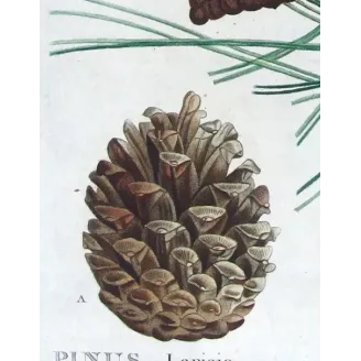 Antique Botanical Print – Pierre-Joseph Redouté – Laricio Pine