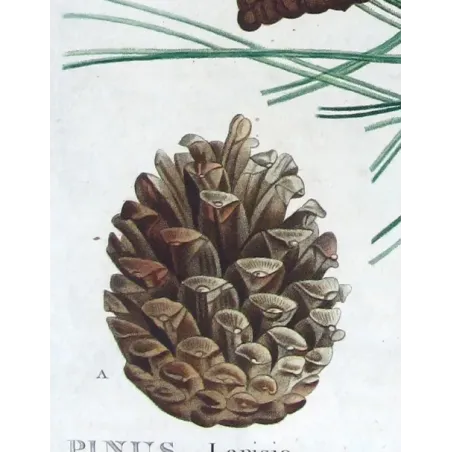 Antique Botanical Print – Pierre-Joseph Redouté – Laricio Pine