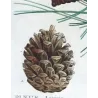 Laricio Pine (Pinus laricio) – Matched Pair of Original Engravings by Pierre-Joseph Redouté (c.1801–1819)
