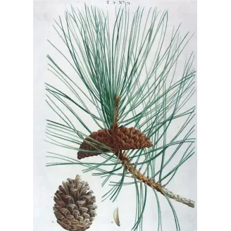 Antique Botanical Print – Pierre-Joseph Redouté – Laricio Pine