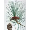 Laricio Pine (Pinus laricio) – Matched Pair of Original Engravings by Pierre-Joseph Redouté (c.1801–1819)