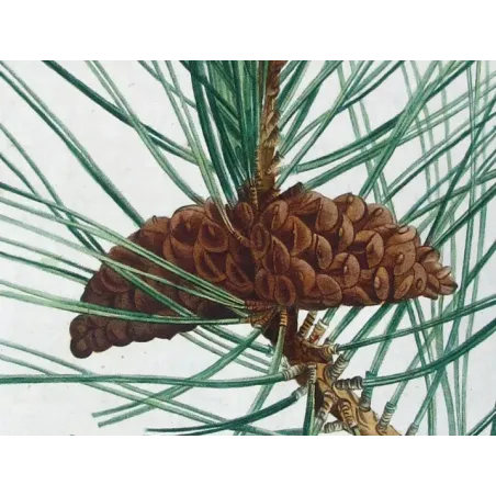 Antique Botanical Print – Pierre-Joseph Redouté – Laricio Pine