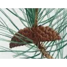 Laricio Pine (Pinus laricio) – Matched Pair of Original Engravings by Pierre-Joseph Redouté (c.1801–1819)