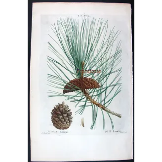 Antique Botanical Print – Pierre-Joseph Redouté – Laricio Pine