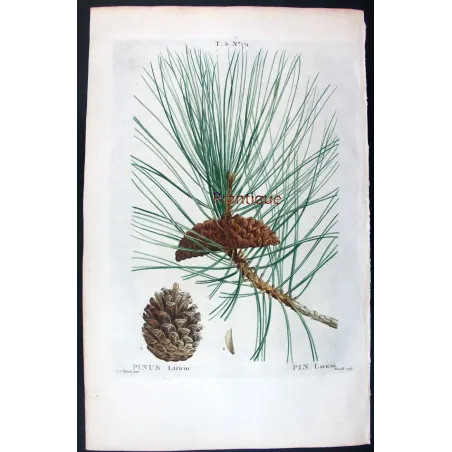 Antique Botanical Print – Pierre-Joseph Redouté – Laricio Pine