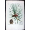 Laricio Pine (Pinus laricio) – Matched Pair of Original Engravings by Pierre-Joseph Redouté (c.1801–1819)