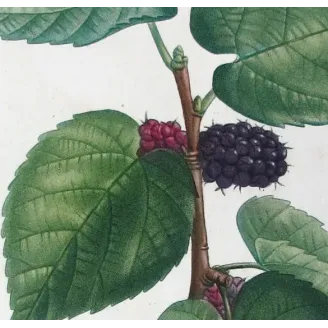 Antique Botanical Print – Pierre-Joseph Redouté – Black Mulberry