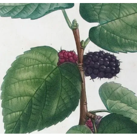 Antique Botanical Print – Pierre-Joseph Redouté – Black Mulberry