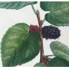 Black Mulberry (*Morus nigra*) / Mûrier noir Original engraving by Pierre-Joseph Redouté (c.1801-1819)