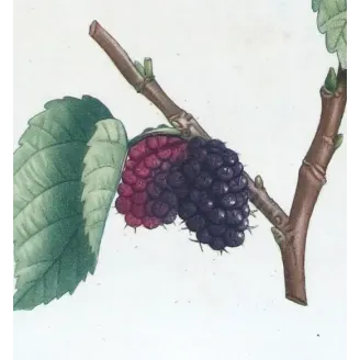 Antique Botanical Print – Pierre-Joseph Redouté – Black Mulberry