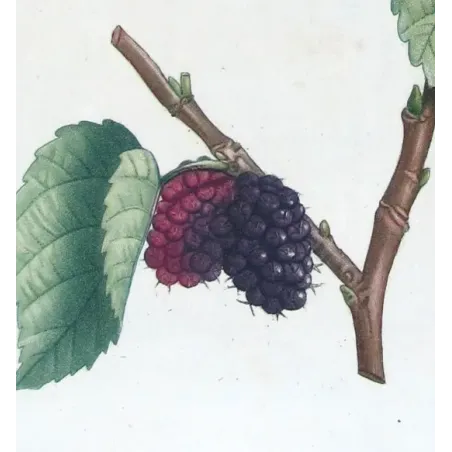 Antique Botanical Print – Pierre-Joseph Redouté – Black Mulberry