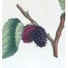 Black Mulberry (*Morus nigra*) / Mûrier noir Original engraving by Pierre-Joseph Redouté (c.1801-1819)