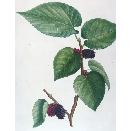 Antique Botanical Print – Pierre-Joseph Redouté – Black Mulberry