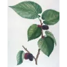 Black Mulberry (*Morus nigra*) / Mûrier noir Original engraving by Pierre-Joseph Redouté (c.1801-1819)
