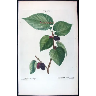 Antique Botanical Print – Pierre-Joseph Redouté – Black Mulberry