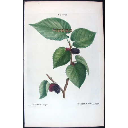 Antique Botanical Print – Pierre-Joseph Redouté – Black Mulberry