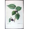 Black Mulberry (*Morus nigra*) / Mûrier noir Original engraving by Pierre-Joseph Redouté (c.1801-1819)