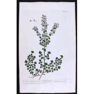 Three Calamints – Botanical Trio from A Curious Herbal | Elisabeth Blackwell