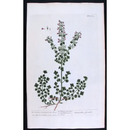 Three Calamints – Botanical Trio from A Curious Herbal | Elisabeth Blackwell