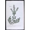 Calamint Trio (Calamintha officinalis · montana · aquatica) – Original Hand-Colored Engravings by Elisabeth Blackwell