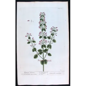 Three Calamints – Botanical Trio from A Curious Herbal | Elisabeth Blackwell