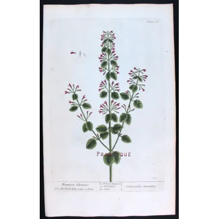 Three Calamints – Botanical Trio from A Curious Herbal | Elisabeth Blackwell