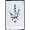 Calamint Trio (Calamintha officinalis · montana · aquatica) – Original Hand-Colored Engravings by Elisabeth Blackwell