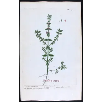 Three Calamints – Botanical Trio from A Curious Herbal | Elisabeth Blackwell