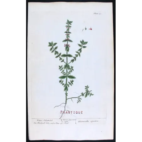 Three Calamints – Botanical Trio from A Curious Herbal | Elisabeth Blackwell