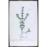 Calamint Trio (Calamintha officinalis · montana · aquatica) – Original Hand-Colored Engravings by Elisabeth Blackwell