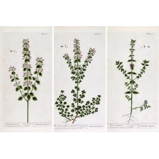 Three Calamints – Botanical Trio from A Curious Herbal | Elisabeth Blackwell