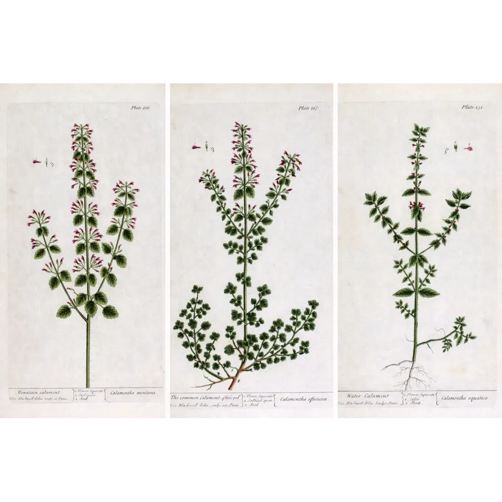 Three Calamints – Botanical Trio from A Curious Herbal | Elisabeth Blackwell