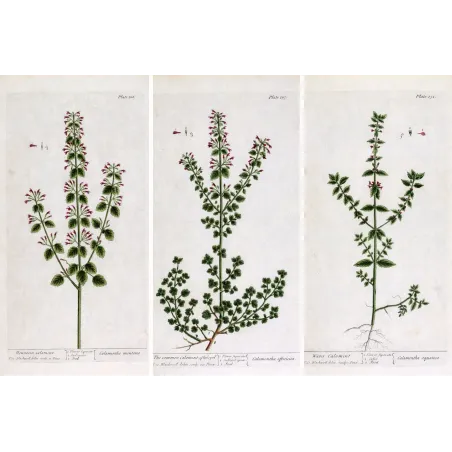 Three Calamints – Botanical Trio from A Curious Herbal | Elisabeth Blackwell