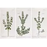 Calamint Trio (Calamintha officinalis · montana · aquatica) – Original Hand-Colored Engravings by Elisabeth Blackwell