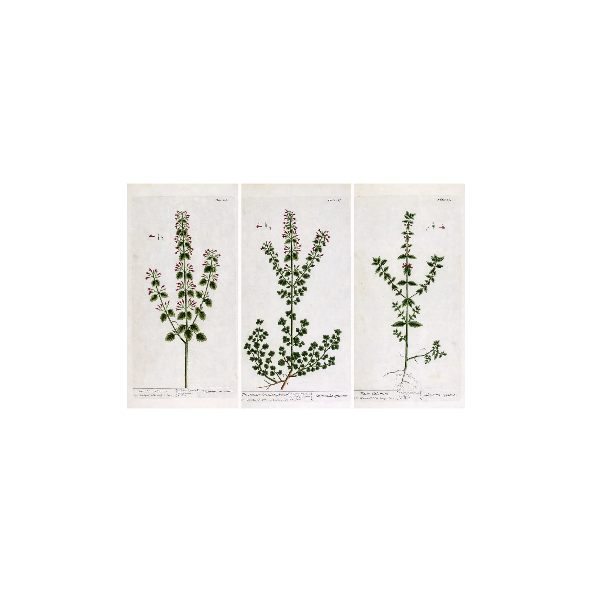 Three Calamints – Botanical Trio from A Curious Herbal | Elisabeth Blackwell